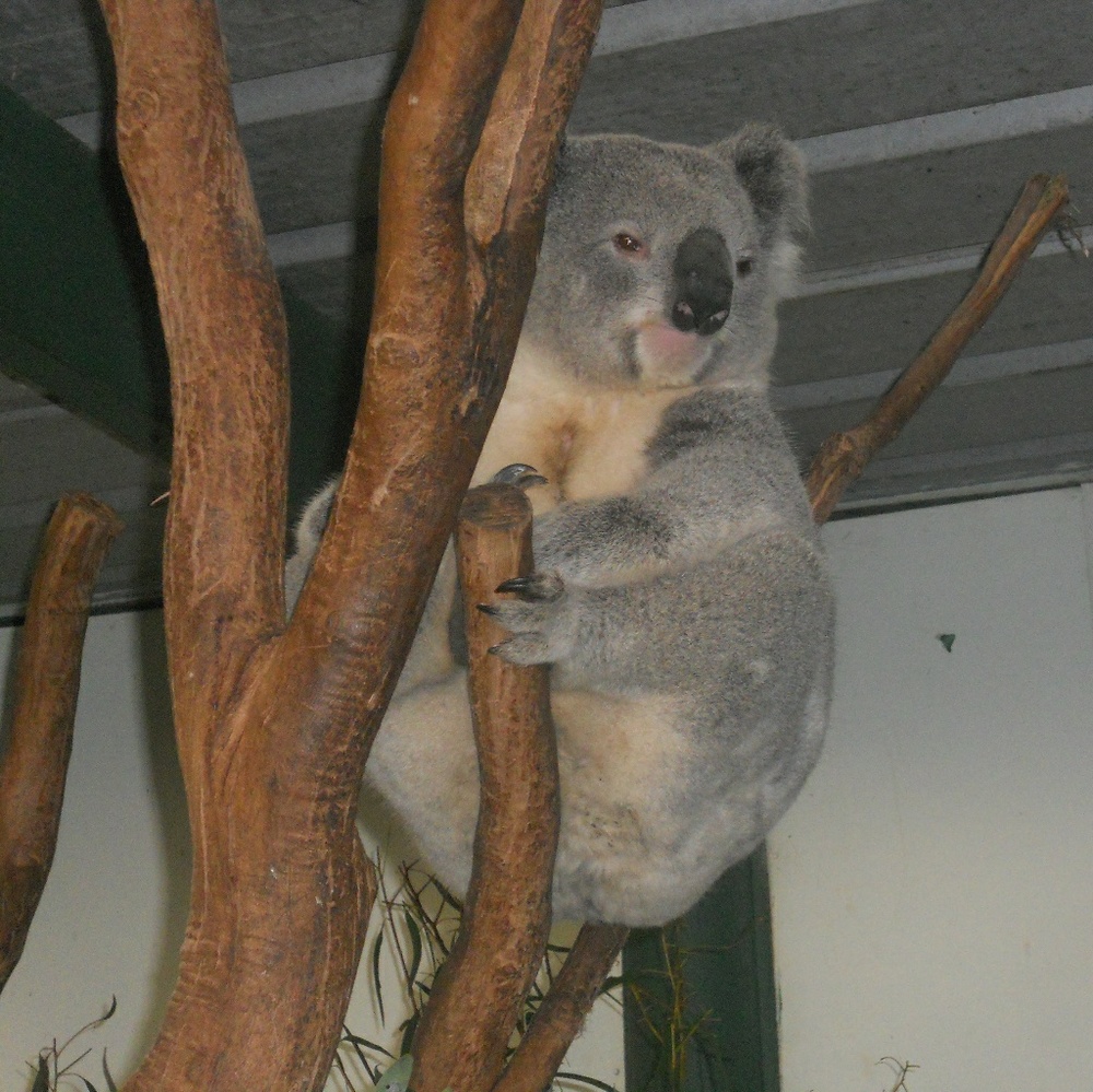 Meet your Posher, Rams